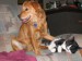 Goldenretrieverandcatfriend.jpg